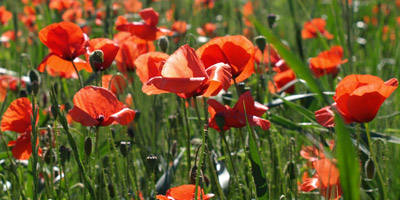 ANZAC Day Commemoration